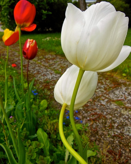 tulips 2
